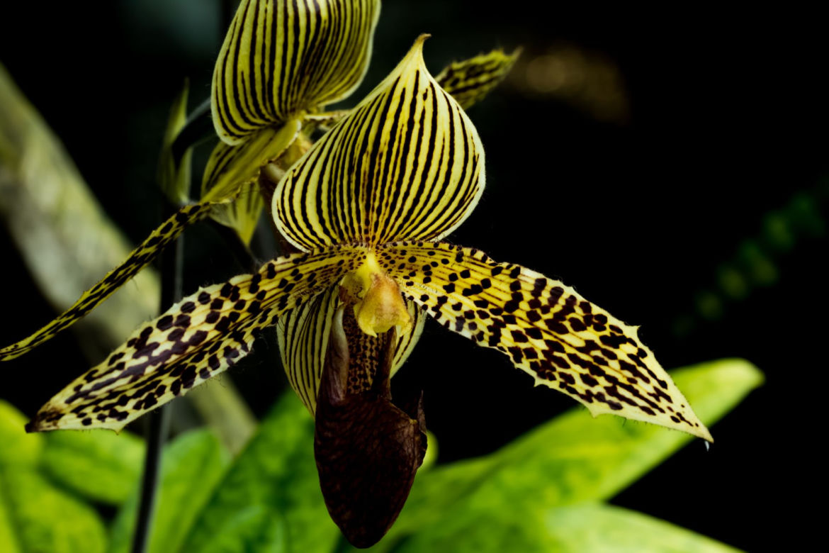 Paphiopedilum 