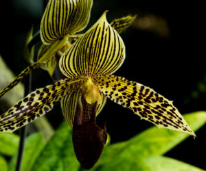 Paphiopedilum rothschildianum