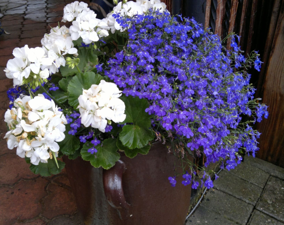 Lobelia przylądkowa