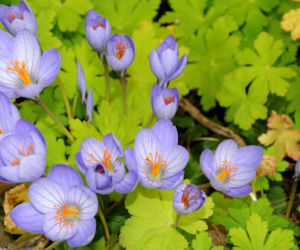 Krokusy jesienne