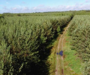 Niszczycielski huragan spustoszył Puszczę Piską. Wiatr osiągał 170 km/h [ZDJĘCIA]
