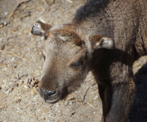 We wrocławskim zoo urodził się drugi w Polsce takin złoty