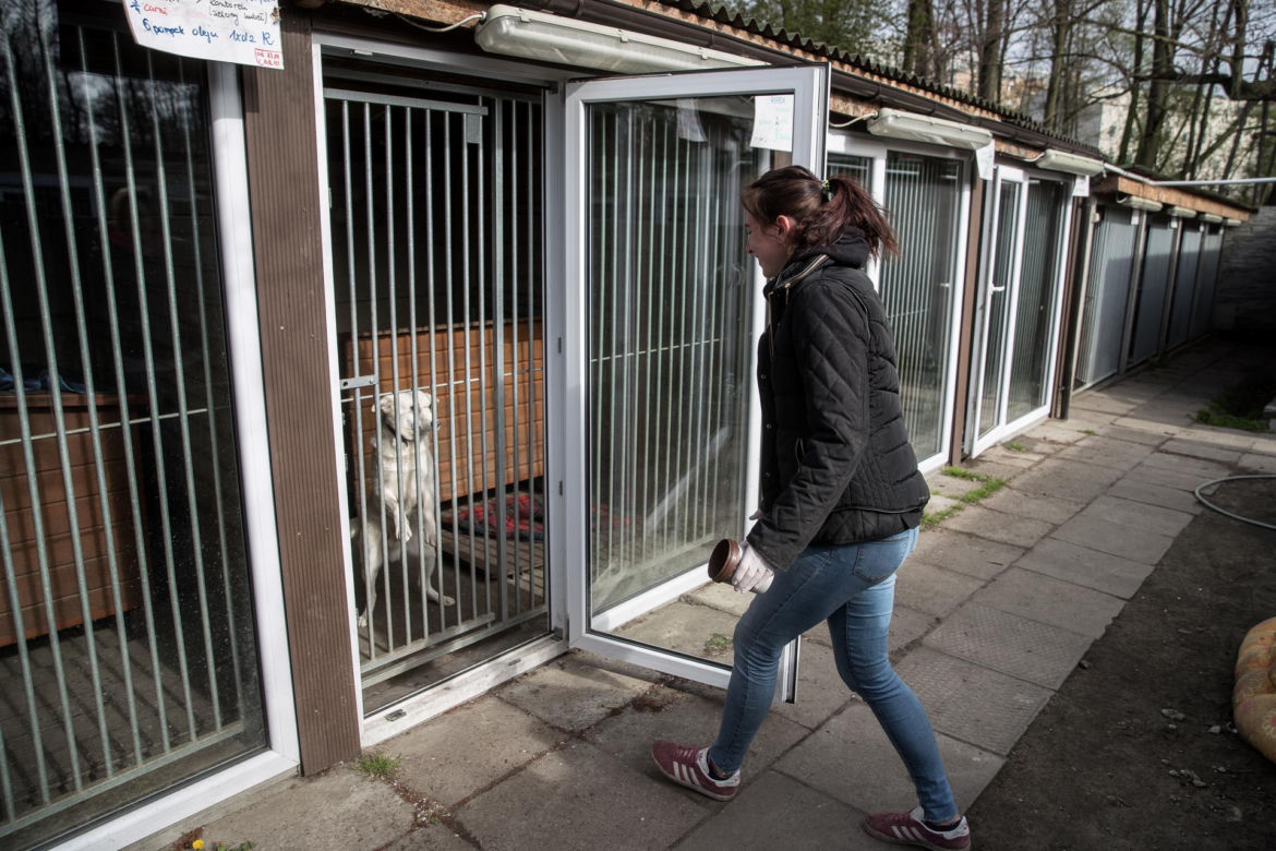 Mieszkańcy Krakowa chętnie adoptują psy w czasie koronawirusa