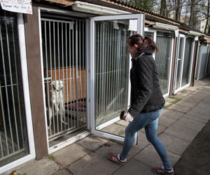 Mieszkańcy Krakowa chętnie adoptują psy w czasie koronawirusa