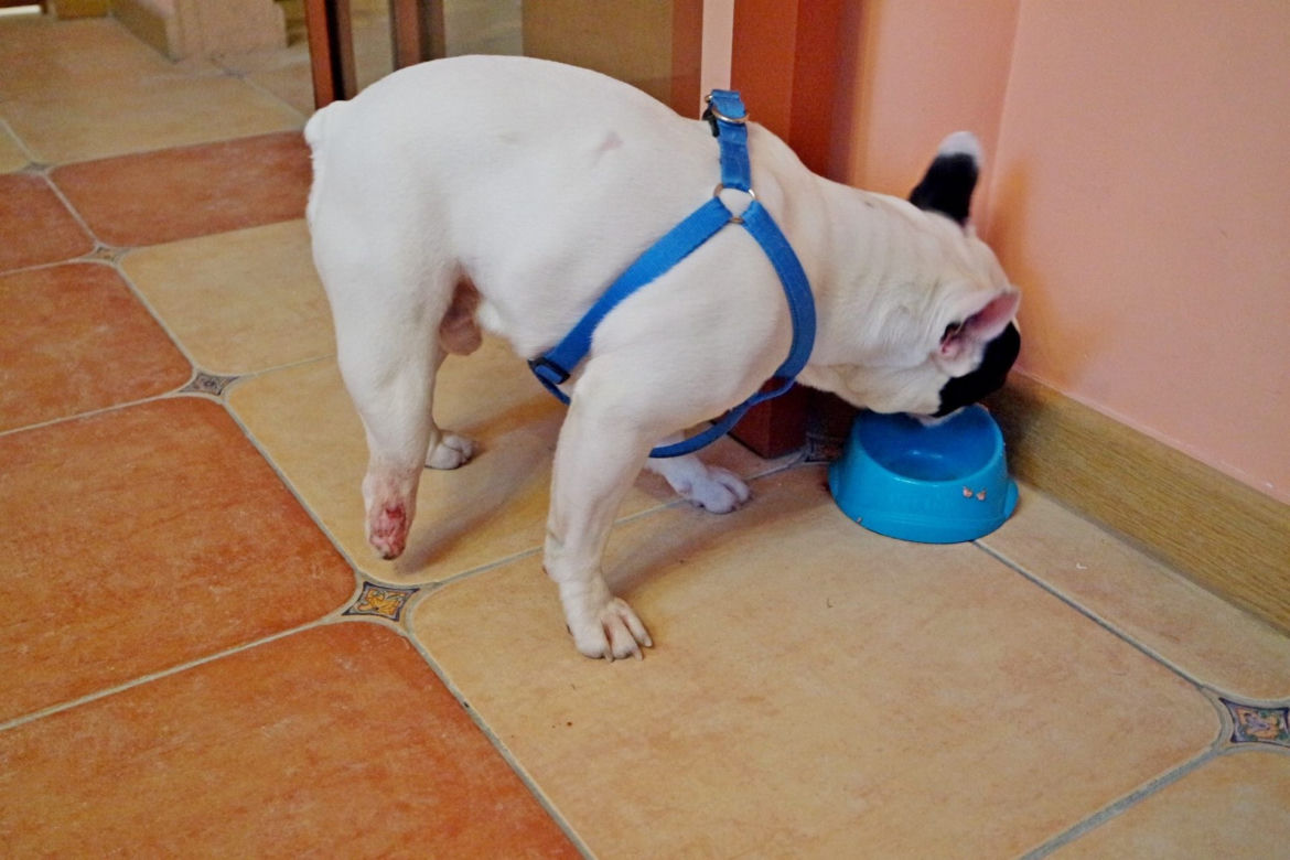 Figo pirat