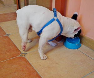 Figo pirat