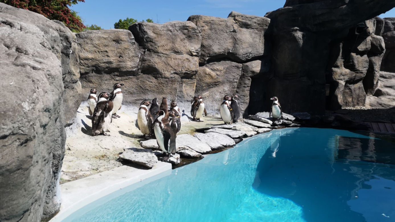 Pingwiny hitem Zoo w Chorzowie! Do ogrodu ustawiają się kolejki, ale ludzie nie przestrzegają rygorów sanitarnych