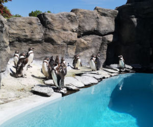 Pingwiny hitem Zoo w Chorzowie! Do ogrodu ustawiają się kolejki, ale ludzie nie przestrzegają rygorów sanitarnych