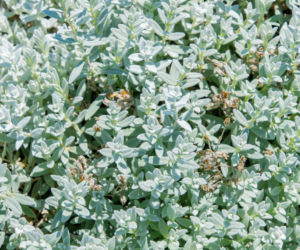 Rogownica Biebersteina