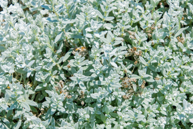 Rogownica Biebersteina