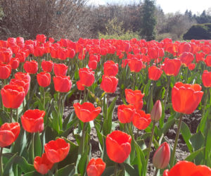 Tulipany w łódzkim botaniku