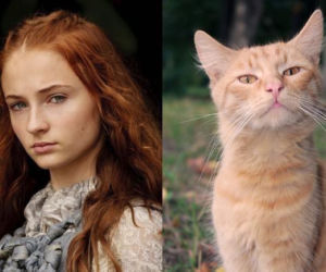 Aktorzy jako... KOTY! Podobni!