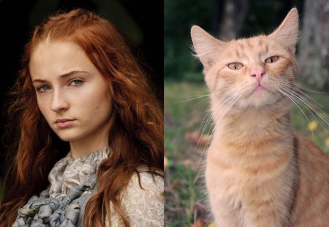 Aktorzy jako... KOTY! Podobni!