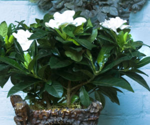 gardenia