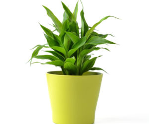 Dracena Sandera