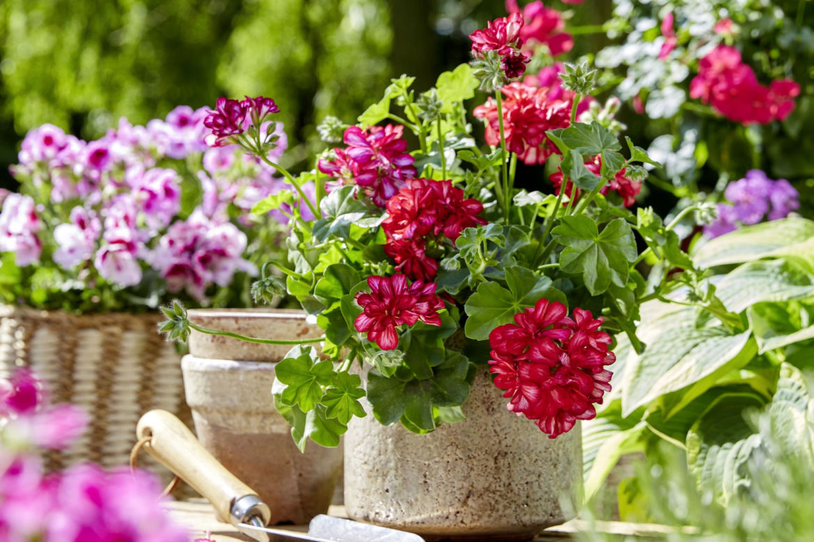 Pelargonie