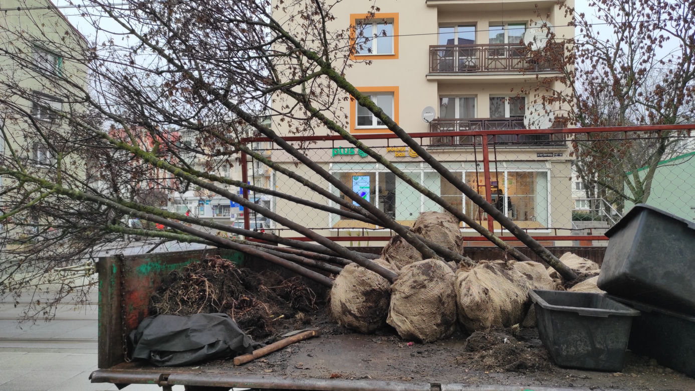 Przesadzanie drzew z betonowych donic