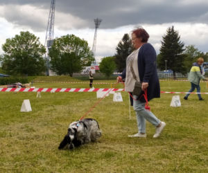 Pies, Sport i Ty - 2022