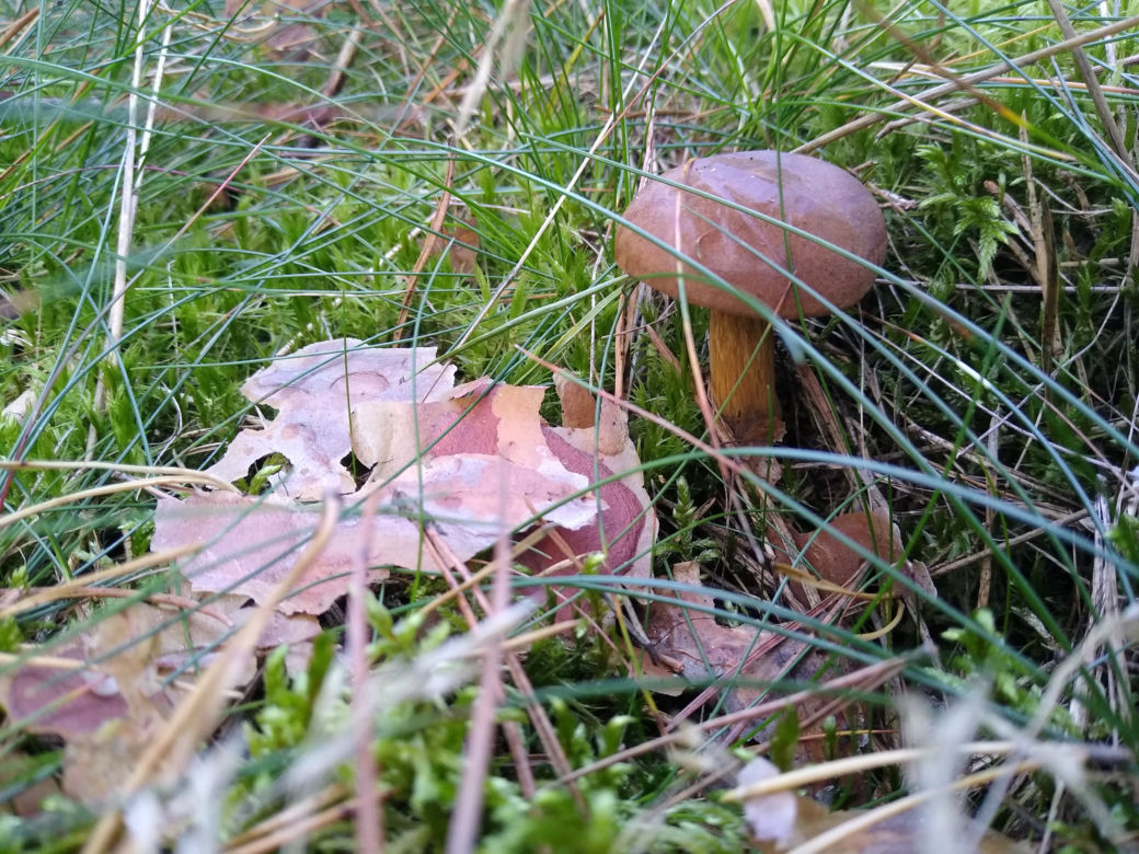 Gdzie na grzyby w powiecie kaliskim? Oto najlepsze miasta do grzybobrania!