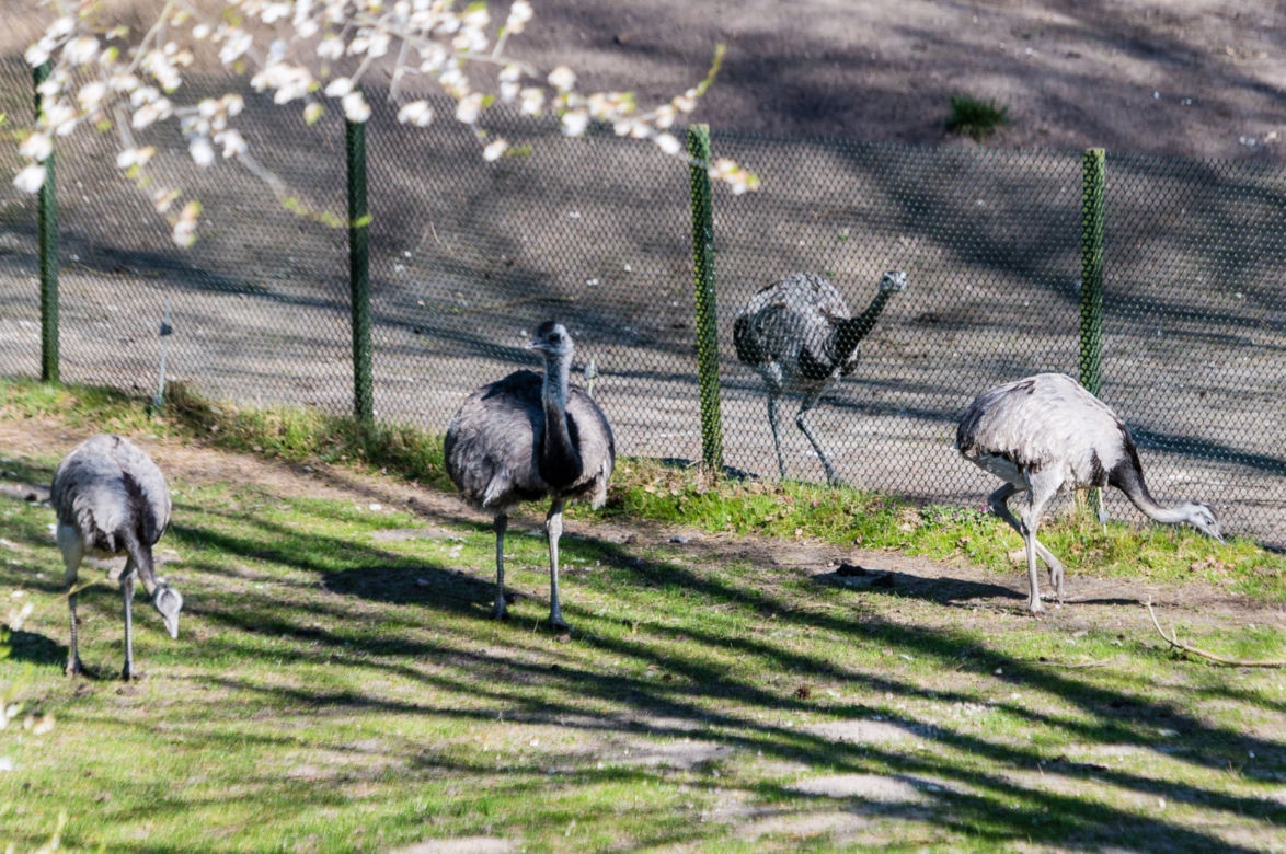Koronawirus w Trójmieście. Zwierzęta z zoo tęsknią za ludźmi