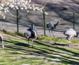 Koronawirus w Trójmieście. Zwierzęta z zoo tęsknią za ludźmi