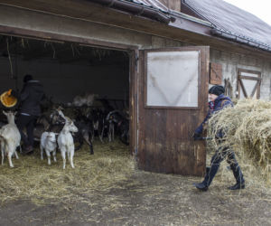 Rolnicy. Podlasie. Emilia Korolczuk w 5. odcinku. Zapowiedź i streszczenie [ZDJĘCIA]