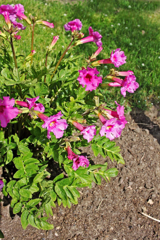 Incarvillea delavayi