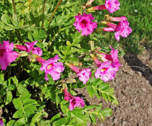 Incarvillea delavayi