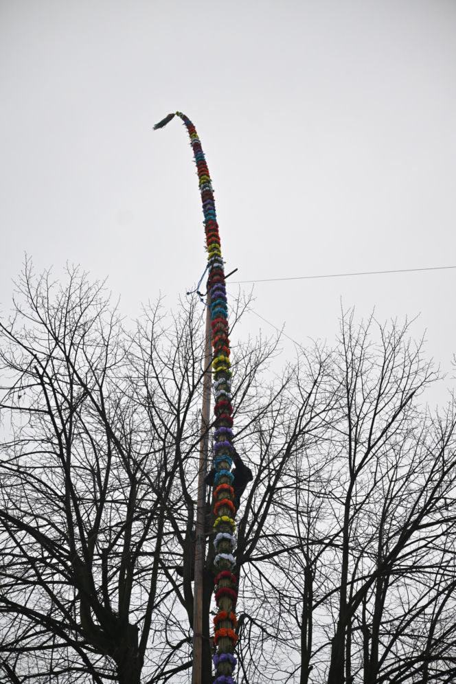 35 metrów i 80 centymetrów liczy palma, która zwyciężyła tegoroczny konkurs palm w Lipnicy Murowanej