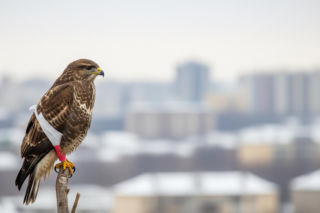 Warszawski myszołów uratowany. Co z miejskimi służbami?