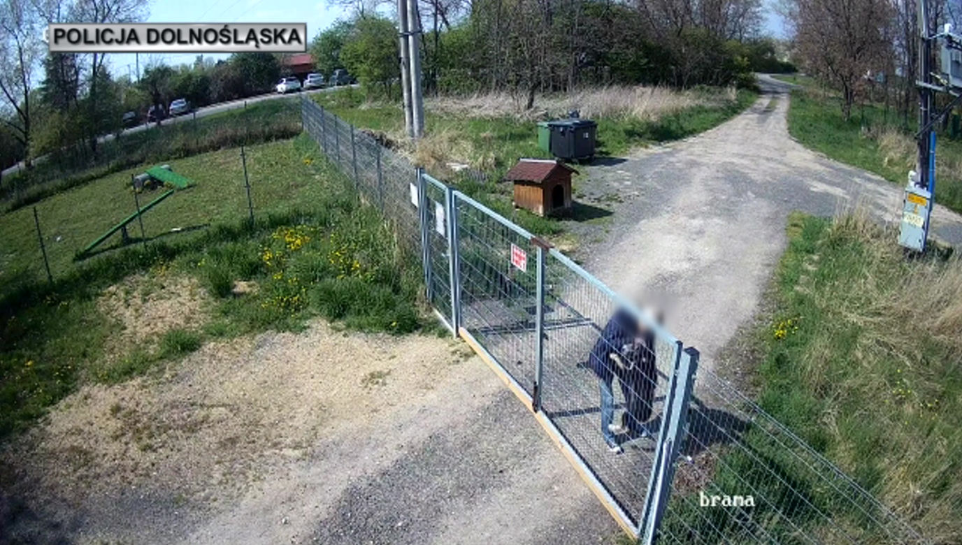 Sadysta rzucił psem przez ogrodzenie schroniska! Wszystko się nagrało. 
