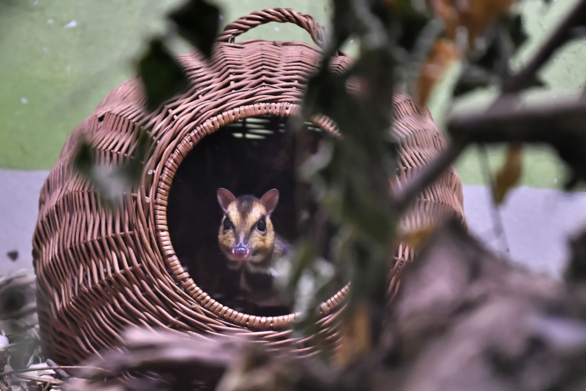 Myszojeleń we wrocławskim zoo osiągnął już rozmiary dorosłego osobnika