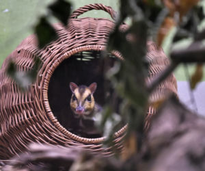 Myszojeleń we wrocławskim zoo osiągnął już rozmiary dorosłego osobnika
