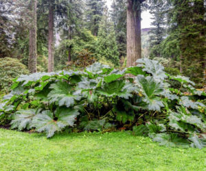 Gunnera olbrzymia