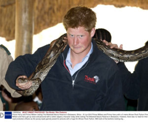 William i Harry bawią się wężem
