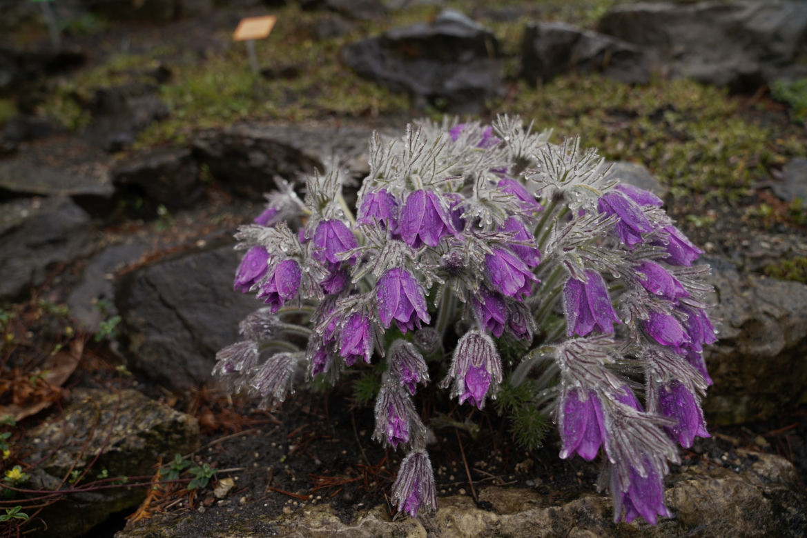 Arboretum w Wojsławicach otwarte po zimowej przerwie