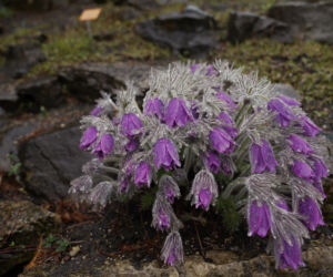 Arboretum w Wojsławicach otwarte po zimowej przerwie