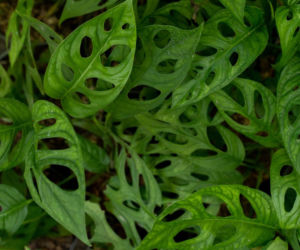 Monstera adansonii