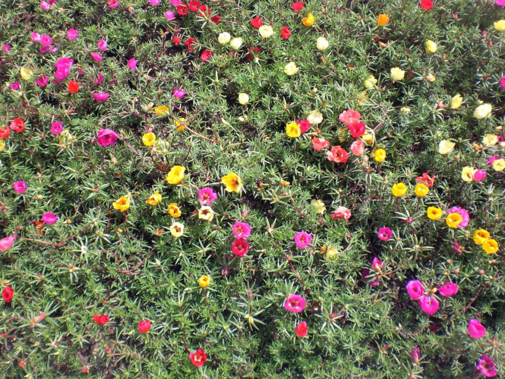 Portulaka wielkokwiatowa