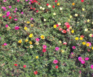 Portulaka wielkokwiatowa