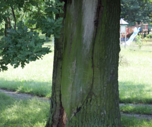 Niebezpieczne drzewa w Parku Bródnowskim. Wysokie konary grożą zawaleniem