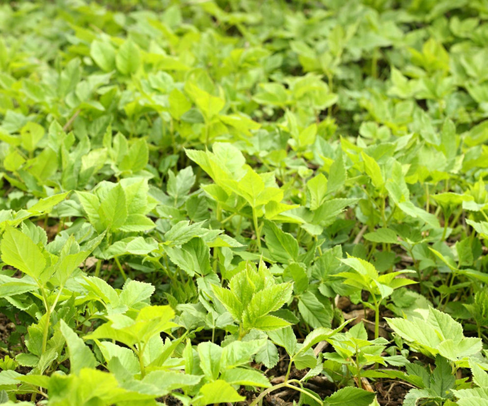 Podagrycznik - uzdrawiający chwast czy inwazyjny problem?