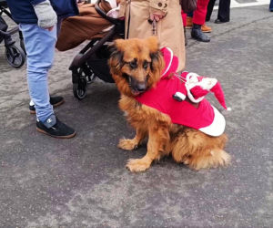 Motomikołaje w Szczecinie