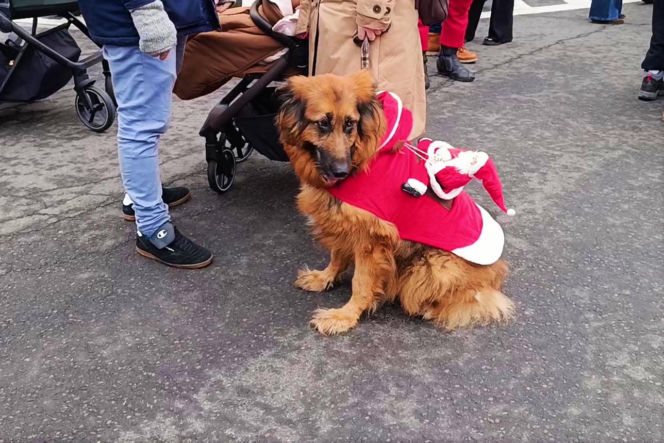 Motomikołaje w Szczecinie