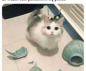 Mruczysz ze śmiechu? Najlepsze memy na Dzień Kota