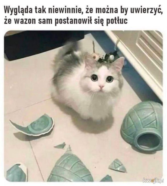 Mruczysz ze śmiechu? Najlepsze memy na Dzień Kota