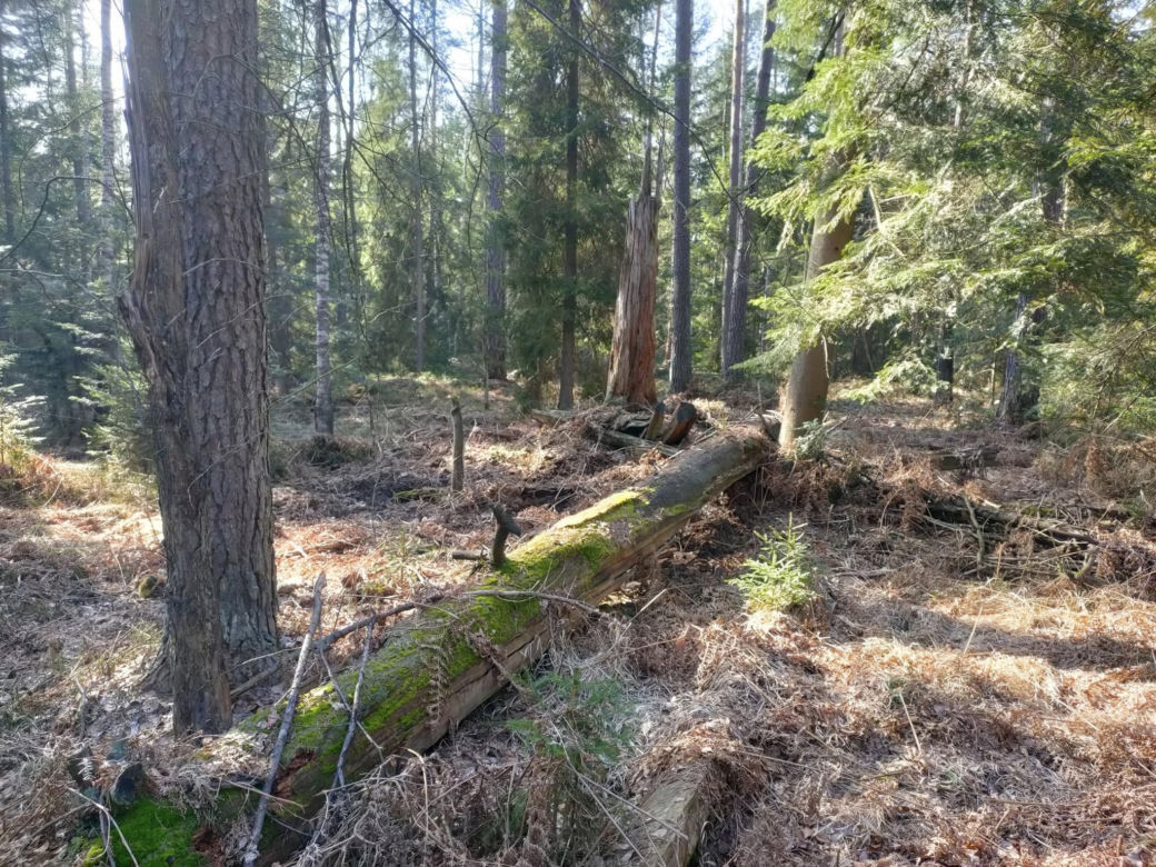 Bliżyńskie Lasy Naturalne