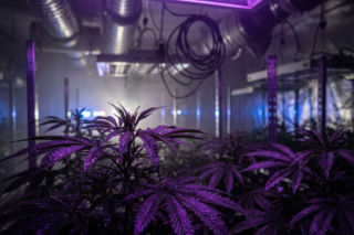 Zlikwidowana plantacja marihuany pod Strykowem. Akcja policji z Łodzi i trzy zatrzymane osoby