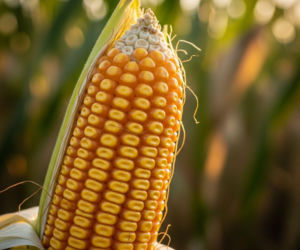Wybór kukurydzy: Klucz do zysku