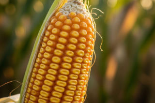 Wybór kukurydzy na 2026. Ten detal w genetyce może obniżyć rachunki za suszenie